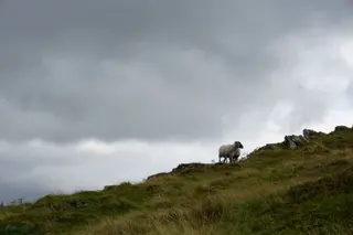 Black Crag Walk — Tarn Hows & Tom Gill Circular Guide — photo 3
